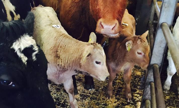Ulster Farmers' Union says resignation demand is not personal after cattle cull