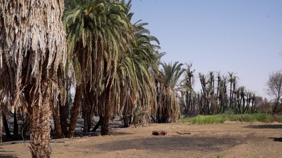 Drought and Wildfires Threaten Sudan’s Date Palm Livelihoods