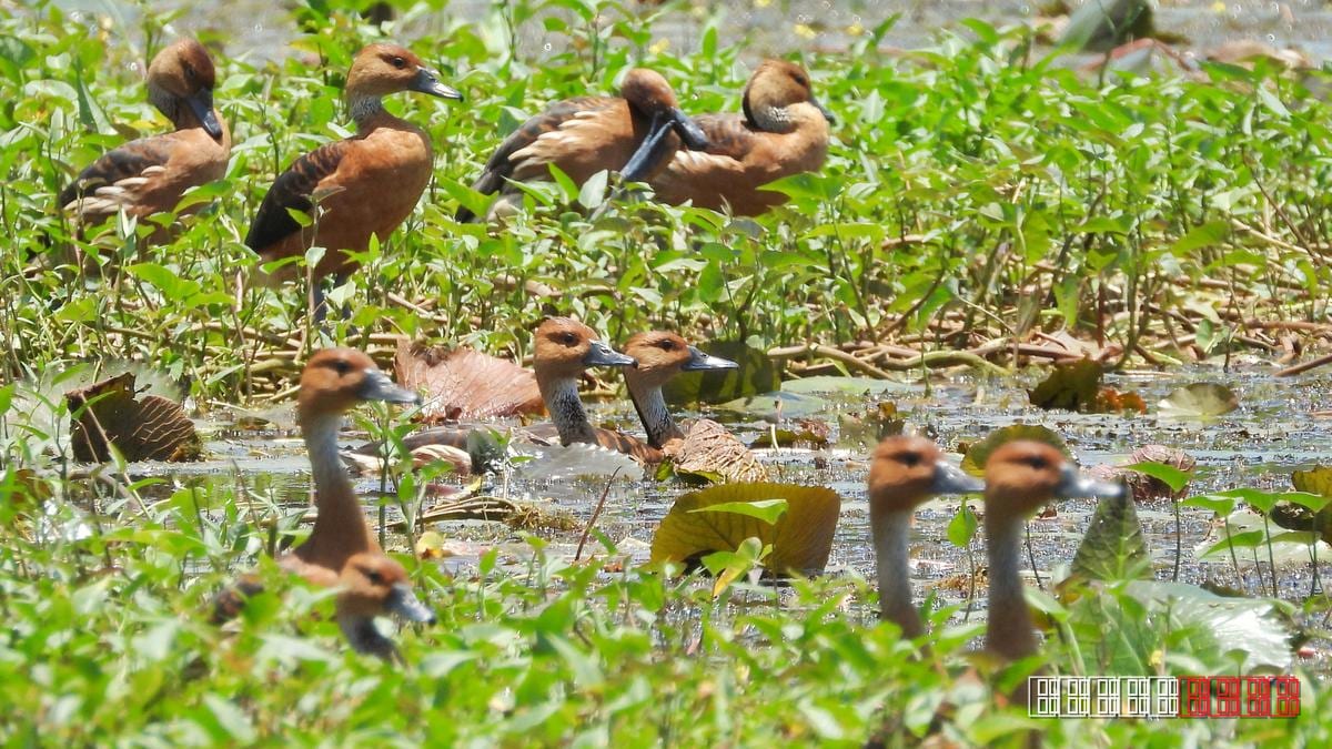 Fulvous Whistling Duck Makes Unusual Appearance in Kerala's Malappuram District