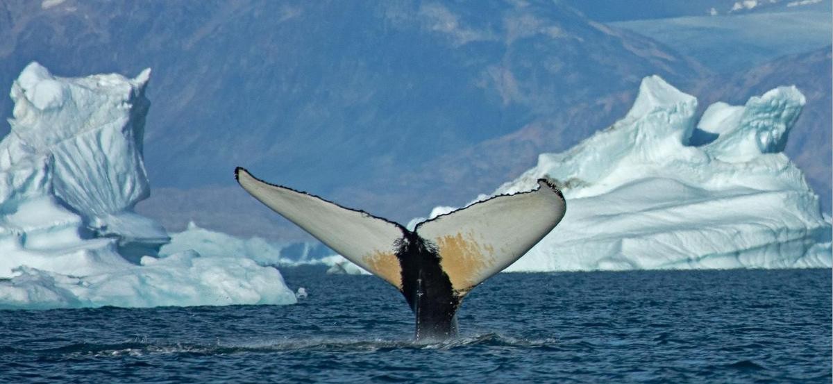 Giant whales venture into Greenland as Arctic ice retreats