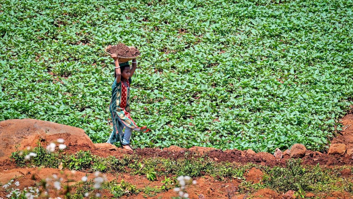 Karnataka Court Issues Alert Over Child Labor in Farming