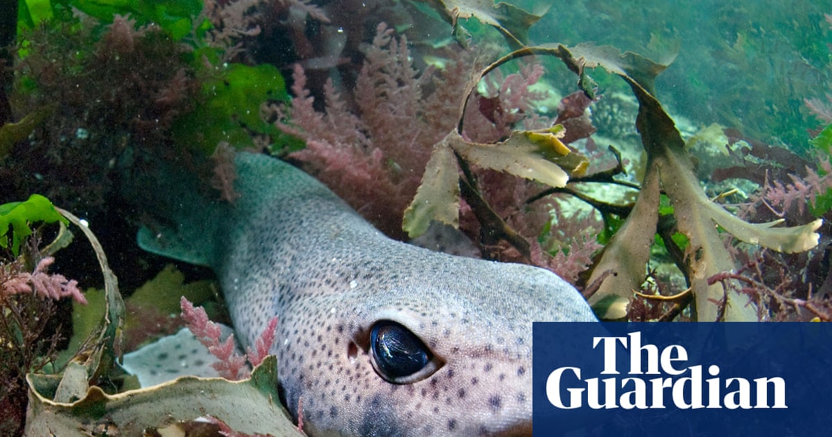 Marine heatwave reshapes life in British seas