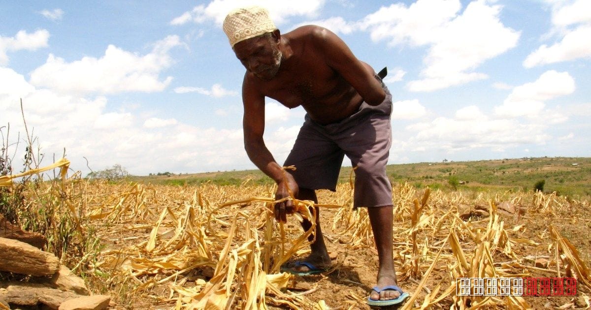 Monoculture Drive in Africa Risks Traditional Crops