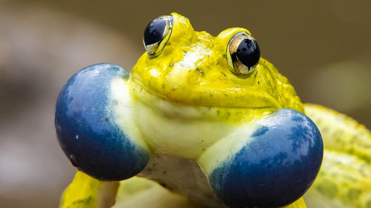Monsoon season unveils hidden life in India’s forests