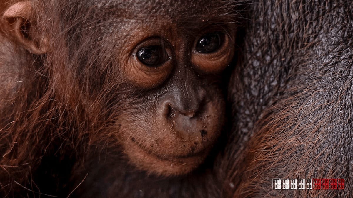Orangutan Duo Saved After Blaze Threatens Indonesian Forest Patch