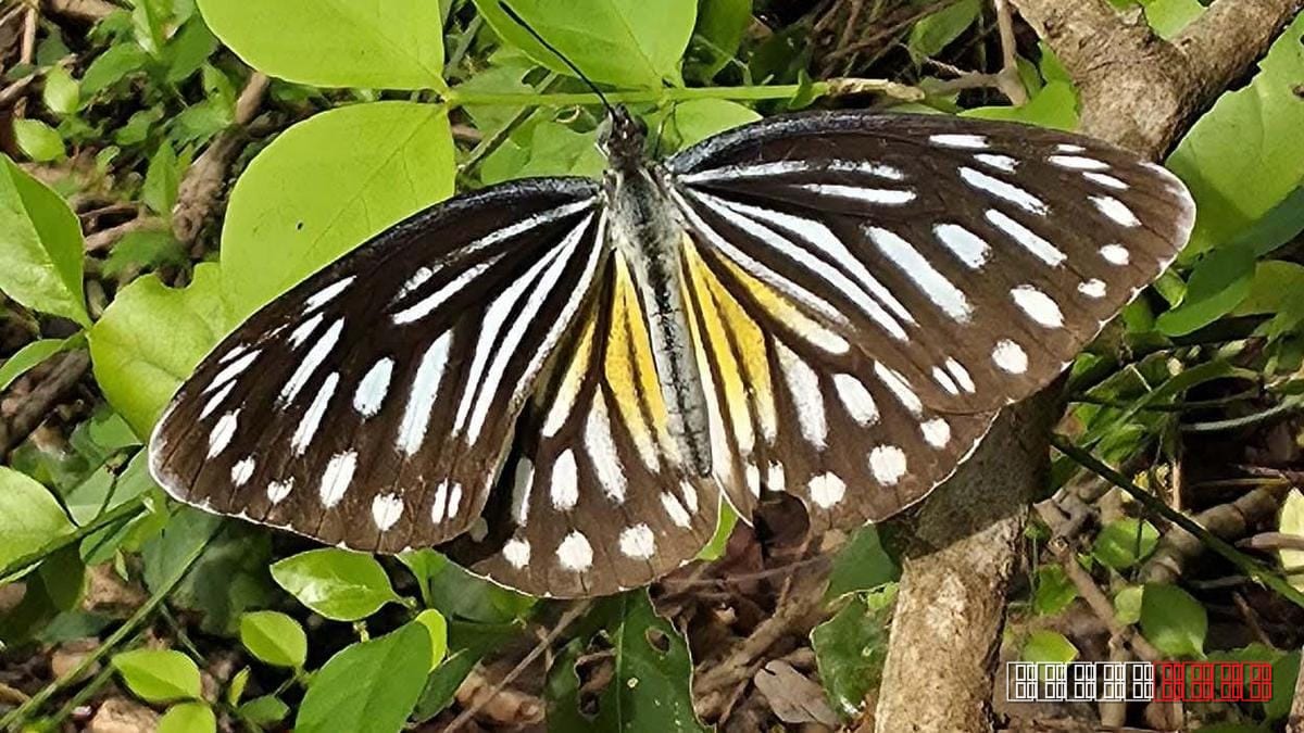 Philomela Form of Common Wanderer Butterfly Recorded in Villupuram, Tamil Nadu