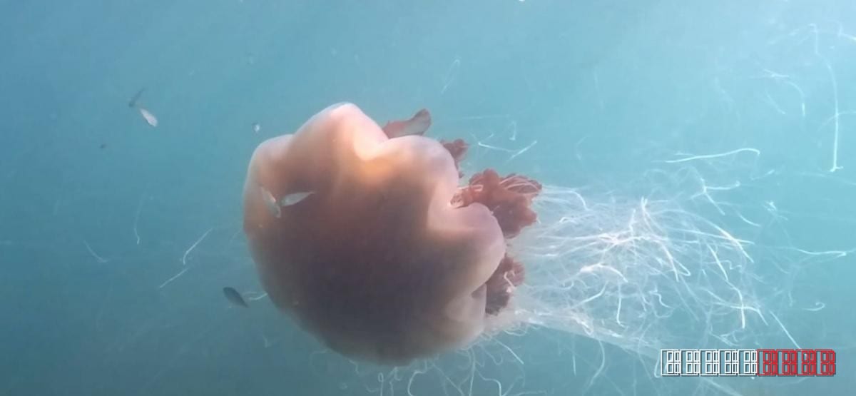 Rare footage shows 40‑foot jellyfish gliding off Wales
