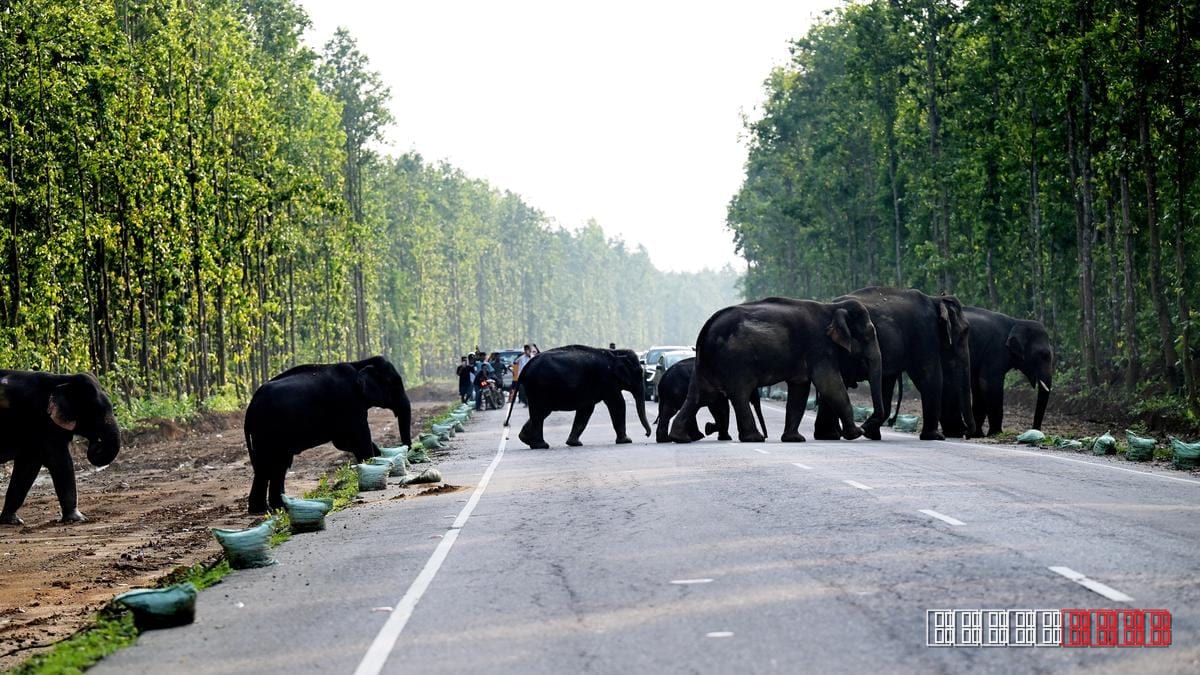 Rescue Teams Release Trapped Elephants from Man‑Made Hazards in Assam