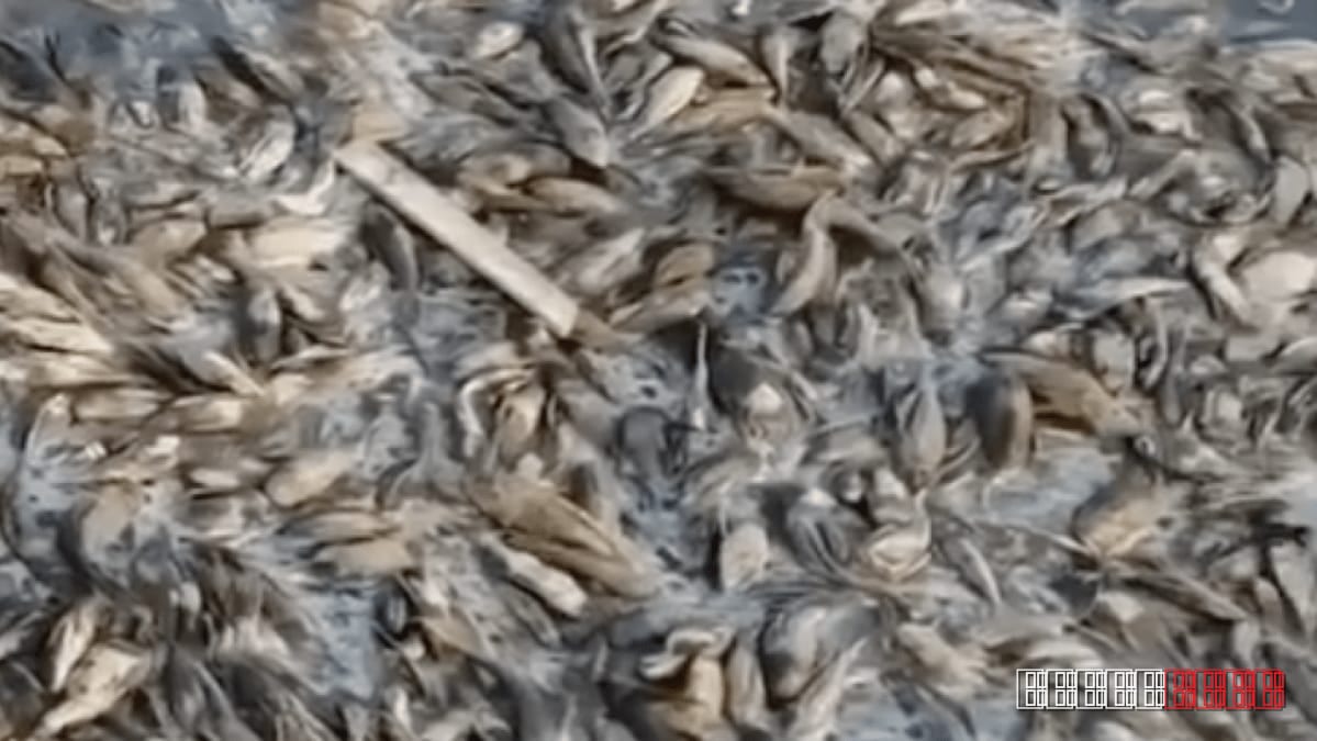 Thousands of fish wash up in drying Silugonggo River amid severe Indonesian drought