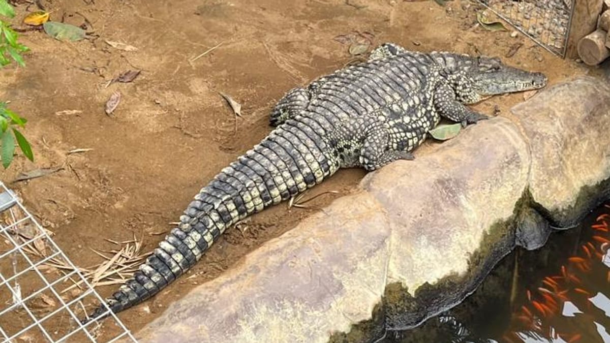 Three-year-old returns home after serious crocodile enclosure attack