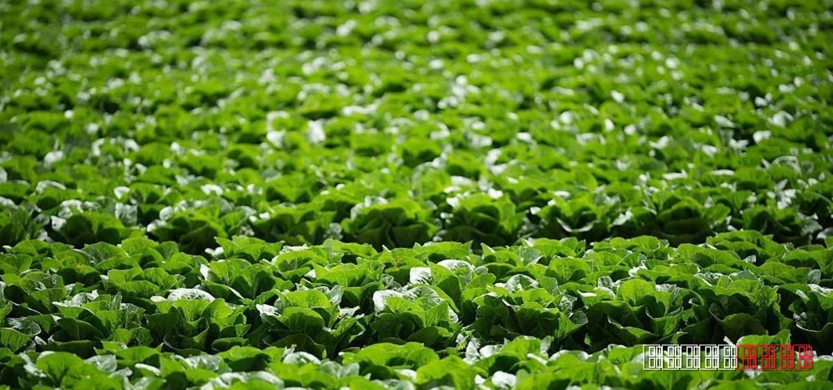 UK lettuce farms face £10 million hit as aphid infestation spreads