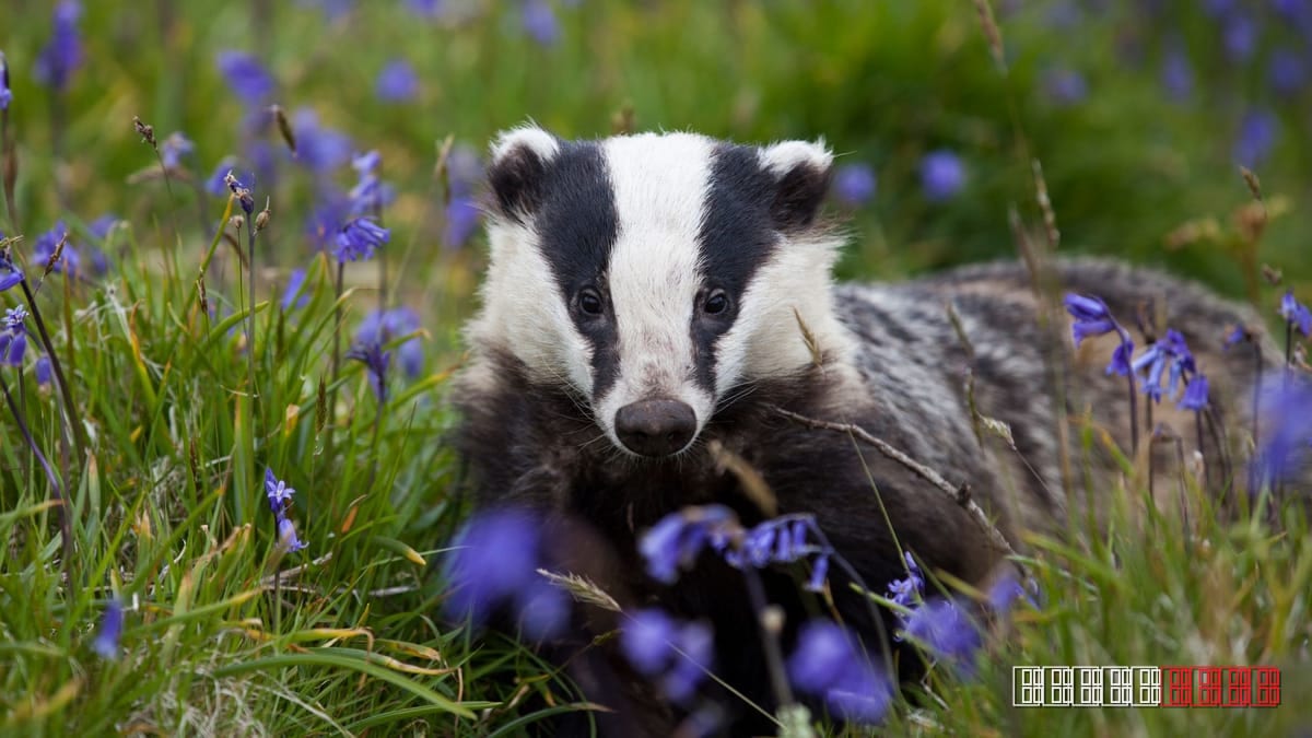 UK wildlife cruelty cases slip through legal net, activists say